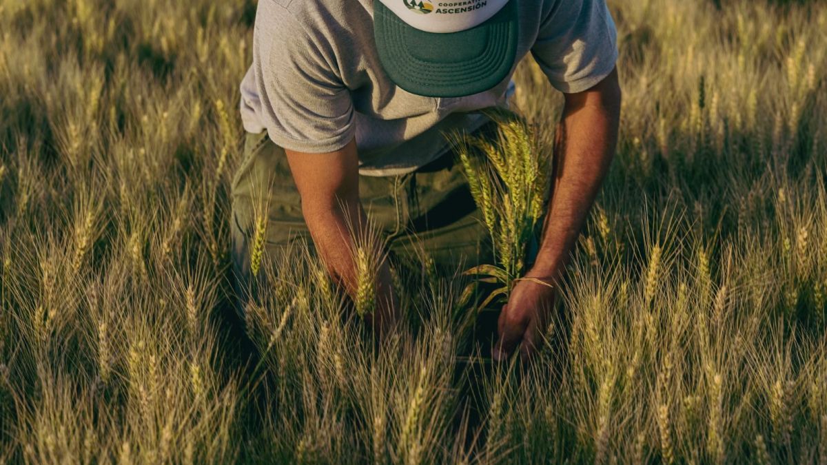 Ensayo de Trigo 25/26